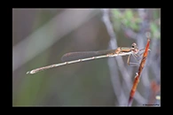 PhotoID: AusDa549. Slender Ringtail (Austrolestes analis) - male