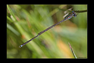 PhotoID: AusDa560. Slender Ringtail (Austrolestes analis) - male