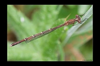 PhotoID: AusDa565. Slender Ringtail (Austrolestes analis) - female