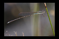 PhotoID: AusDa570. Slender Ringtail (Austrolestes analis) - female