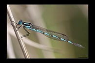 PhotoID: AusDa002. Blue Ringtail (Austrolestes annulosus) - male