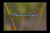 PhotoID: AusDa003. Blue Ringtail (Austrolestes annulosus) - male