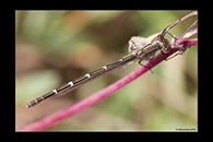 PhotoID: AusDa004. Blue Ringtail (Austrolestes annulosus) - female