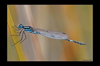 PhotoID: AusDa005. Blue Ringtail (Austrolestes annulosus) - male