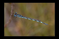 PhotoID: AusDa031. Blue Ringtail (Austrolestes annulosus) - male