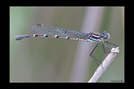 PhotoID: AusDa032. Blue Ringtail (Austrolestes annulosus) - female