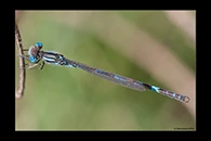 PhotoID: AusDa033. Blue Ringtail (Austrolestes annulosus) - male
