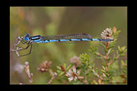 PhotoID: AusDa040. Blue Ringtail (Austrolestes annulosus) - male