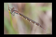 PhotoID: AusDa041. Blue Ringtail (Austrolestes annulosus) - female