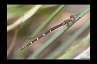 PhotoID: AusDa042. Blue Ringtail (Austrolestes annulosus) - female