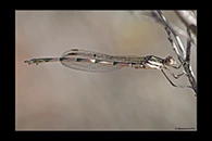 PhotoID: AusDa048. Blue Ringtail (Austrolestes annulosus) - immature male