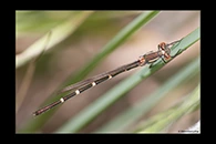 PhotoID: AusDa050. Blue Ringtail (Austrolestes annulosus) - female