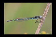 PhotoID: AusDa051. Blue Ringtail (Austrolestes annulosus) - male
