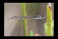 PhotoID: AusDa148. Blue Ringtail (Austrolestes annulosus) - female