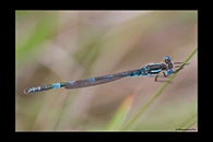 PhotoID: AusDa149. Blue Ringtail (Austrolestes annulosus) - male