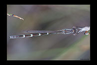 PhotoID: AusDa538. Blue Ringtail (Austrolestes annulosus) - female