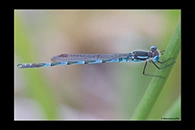 PhotoID: AusDa539. Blue Ringtail (Austrolestes annulosus) - male