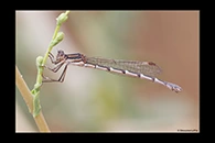 PhotoID: AusDa574. Blue Ringtail (Austrolestes annulosus) - female