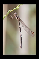 PhotoID: AusDa575. Blue Ringtail (Austrolestes annulosus) - female