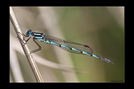 PhotoID: AusDa577. Blue Ringtail (Austrolestes annulosus) - male