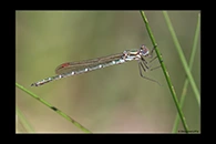 PhotoID: AusDa156. Metallic Ringtail (Austrolestes cingulatus) - male