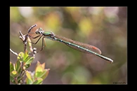 PhotoID: AusDa164. Metallic Ringtail (Austrolestes cingulatus) - female