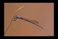 PhotoID: AusDa561. Iota Ringtail (Austrolestes io) - male