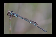PhotoID: AusDa613. Iota Ringtail (Austrolestes io) - male