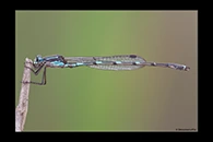 PhotoID: AusDa615. Iota Ringtail (Austrolestes io) - male