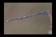 PhotoID: AusDa617. Iota Ringtail (Austrolestes io) - male