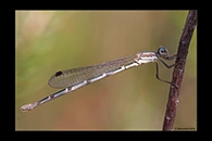 PhotoID: AusDa231. Wandering Ringtail (Austrolestes leda) - female