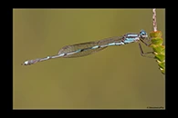 PhotoID: AusDa238. Wandering Ringtail (Austrolestes leda) - male