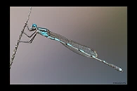 PhotoID: AusDa241. Wandering Ringtail (Austrolestes leda) - male