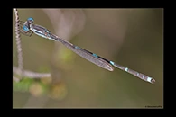 PhotoID: AusDa243. Wandering Ringtail (Austrolestes leda) - male
