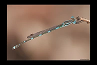 PhotoID: AusDa414. Wandering Ringtail (Austrolestes leda) - male