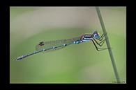 PhotoID: AusDa173. Cup Ringtail (Austrolestes psyche) - male