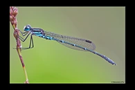PhotoID: AusDa176. Cup Ringtail (Austrolestes psyche) - male