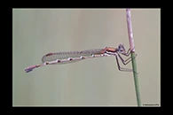 PhotoID: AusDa179. Cup Ringtail (Austrolestes psyche) - female