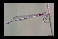 PhotoID: AusDa180. Cup Ringtail (Austrolestes psyche) - female