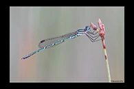 PhotoID: AusDa181. Cup Ringtail (Austrolestes psyche) - male