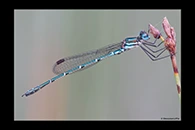 PhotoID: AusDa182. Cup Ringtail (Austrolestes psyche) - male