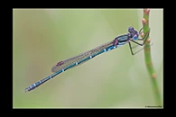 PhotoID: AusDa183. Cup Ringtail (Austrolestes psyche) - male