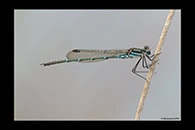 PhotoID: AusDa580. Cup Ringtail (Austrolestes psyche) - male