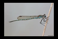 PhotoID: AusDa581. Cup Ringtail (Austrolestes psyche) - male