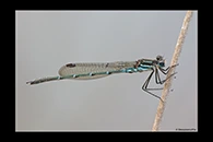PhotoID: AusDa582. Cup Ringtail (Austrolestes psyche) - male