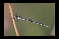 PhotoID: AusDa583. Cup Ringtail (Austrolestes psyche) - male