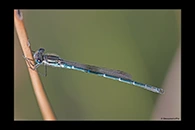 PhotoID: AusDa584. Cup Ringtail (Austrolestes psyche) - male
