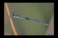 PhotoID: AusDa585. Cup Ringtail (Austrolestes psyche) - male