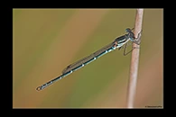 PhotoID: AusDa587. Cup Ringtail (Austrolestes psyche) - male