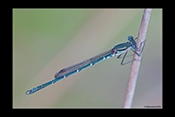 PhotoID: AusDa589. Cup Ringtail (Austrolestes psyche) - male